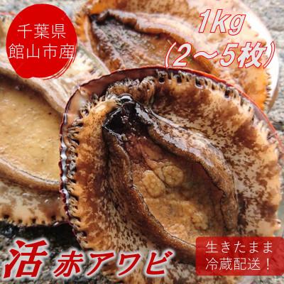 ふるさと納税 館山市 【先行予約】【金曜日発送】漁師直送!天然活メガイアワビ1kg(2〜5枚)