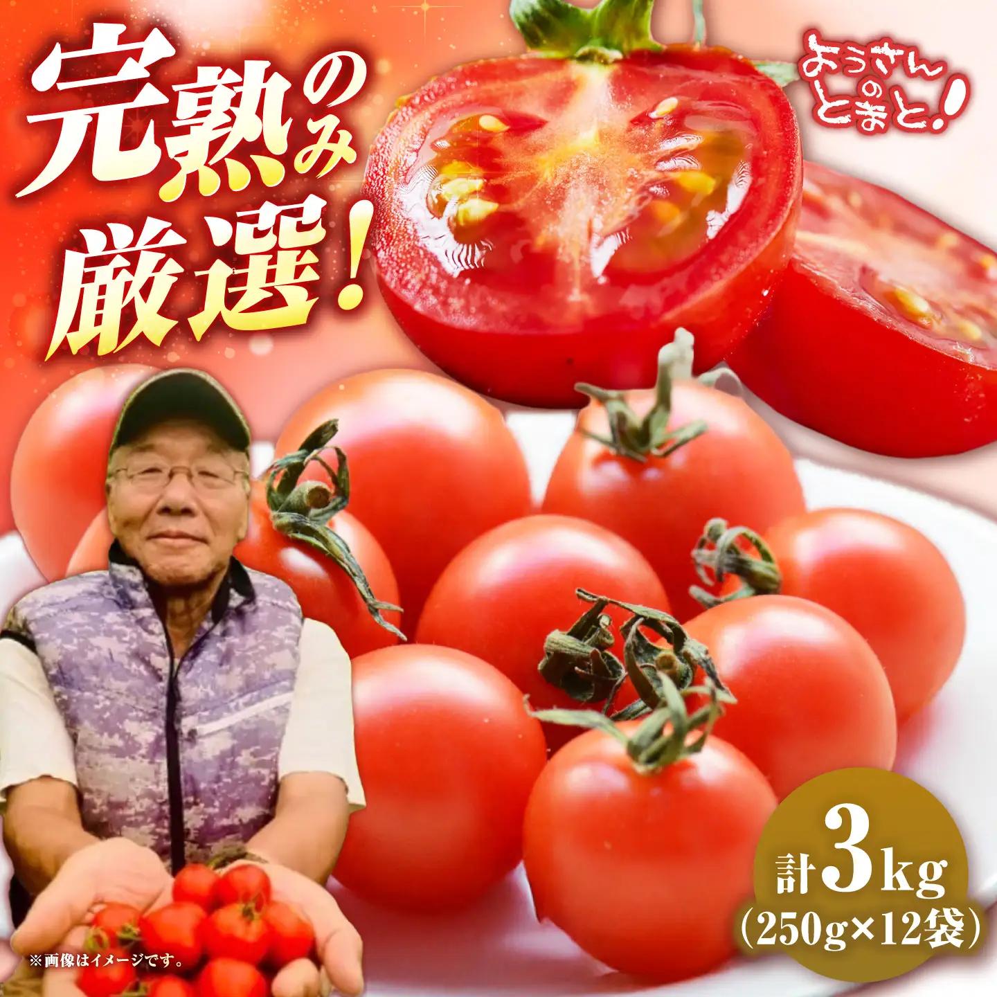 【先行予約】壱岐市産 ミニトマト 3kg（250g×12袋） 【2026年8月下旬以降順次発送】《壱岐市》【ようさんのとまと】 野菜 トマト とまと ミニトマト 国産 旬[JHC002]