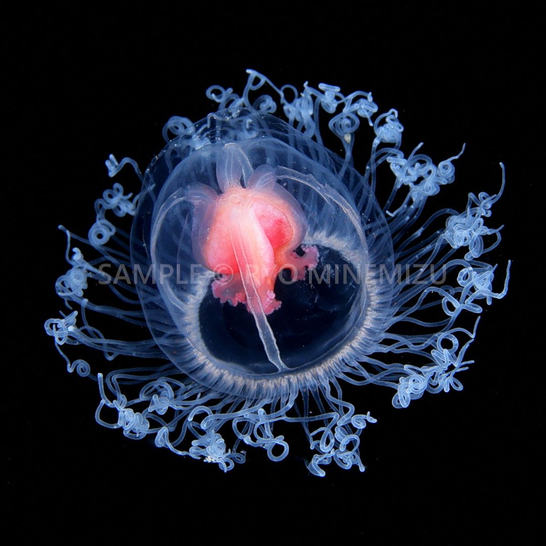 
                  【１点のみ】清水町ふるさと大使　海洋生物写真家　峯水亮氏による　作品パネル　ベニクラゲモドキ
                