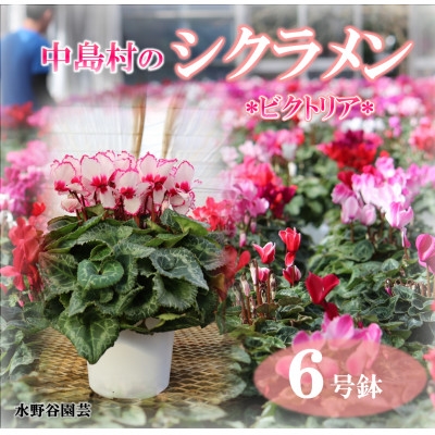 
                  ＜先行予約＞シクラメン6号鉢(ビクトリア)　水野谷園芸【1494356】
                