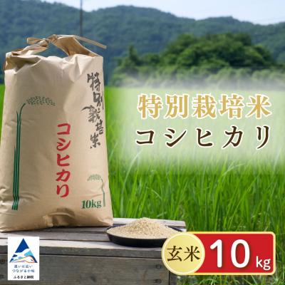 ふるさと納税 小松市 げんき米 コシヒカリ 玄米 10kg お米 石川県産 小松市産【エコファーム北陸】