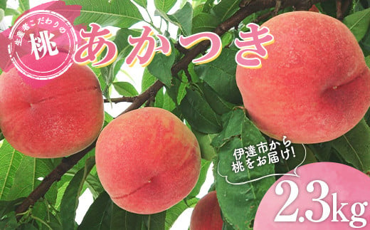 福島県産 あかつき 2.3kg 2025年7月中旬～2025年8月上旬発送 2025年出荷分 先行予約 予約 伊達の桃 桃 もも モモ 果物 くだもの フルーツ 名産品 国産 食品 F20C-783