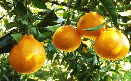 【 デコポン と同品種】 不知火 3kg みかん しらぬい 吉田農園