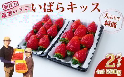 いちご いばらキッス 平詰め 約280g×2パック 1箱 | いちご 贈答 新鮮 産地直送 家族 子ども 大粒 いばらキッス フルーツ 旬 産地 直送 新規就農 若手 フレッシュ 完熟 甘い 朝採れ 採れたて 糖度 酸味 果物 デザート 贈り物 食べ比べ 人気 美味しい ブランド はる農園 茨城県 常陸太田市