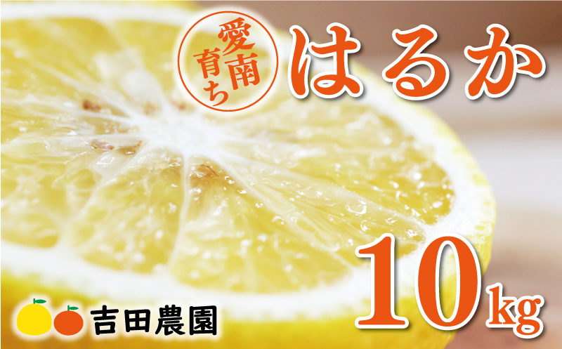 先行予約 はるか 10kg 15000円 みかん 国産 産地直送 農家直送 期間限定 愛南町 愛媛県