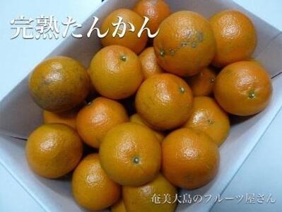 【2025年2月以降発送】訳あり 奄美たんかん 家庭用10kg＜数量限定／先行予約＞