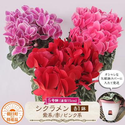 
                  過去に農林水産大臣賞等複数受賞…シクラメン　赤色+紫系色+ピンク系色　5号鉢×3鉢セット　底面給水鉢【1221877】
                