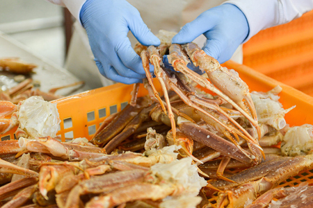 生たらばがに 0.8kg（総重量 1kg ） 特大 5L シュリンクパック カジマ たらば蟹 タラバガニ たらばがに かに カニ 蟹_AF025