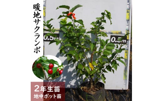 ＜すだ農園＞2年生 苗木 ◇暖地さくらんぼ [地中ポット苗 2024年] ※2025年12月上旬～2026年5月下旬頃に順次発送予定 ※北海道・沖縄・離島への配送不可