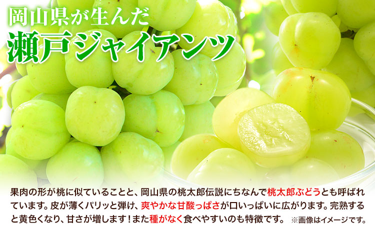 【2025年産先行予約】3ヶ月 定期便 食べ比べセット たたらみねらる シャインマスカット 瀬戸ジャイアンツ ピオーネ 各1房《2025年8月下旬-10月下旬頃出荷》岡山県 笠岡市 マスカット ぶどう