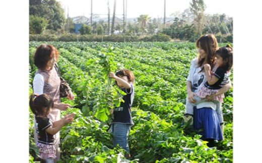 【ふるさと納税】農園収穫体験チケット (お土産にお米1kg付き)｜農業体験 農作業 野菜 米 [0627]