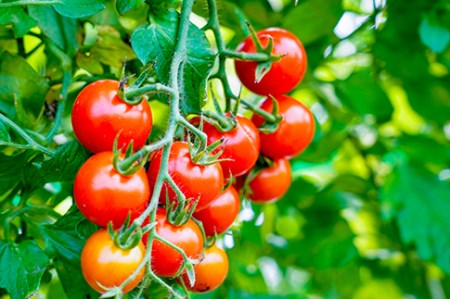 【中富良野町】厳選ミニトマトほれまるBOX【BF-007】