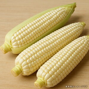 【ふるさと納税】ご家庭用細物ホワイトコーン　約3.5kg