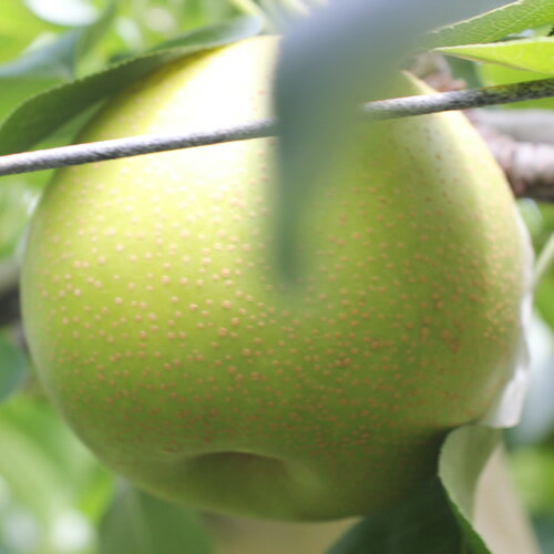 【ふるさと納税】【長野県産】果汁たっぷりの梨(二十世紀梨)約3kg 秀品＜9月から順次発送予定＞【配送不可地域：離島】