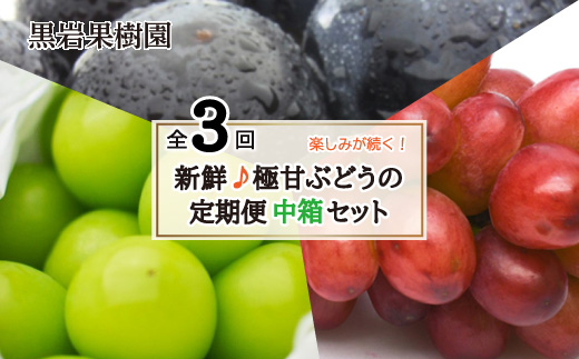 【新鮮♪極甘ぶどうの定期便（中箱セット）】巨峰・クイーンルージュ?・シャインマスカット 全3回（8～9月・9～10月・10月～11月）《黒岩果樹園》■2024年発送■※8月下旬頃～11月上旬頃まで順次発送予定