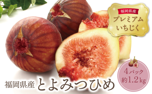 いちじく とよみつひめ 4パック（約1.2kg）福岡県限定 フルーツ 果物 くだもの【2026年7月下旬～2026年9月発送予定】