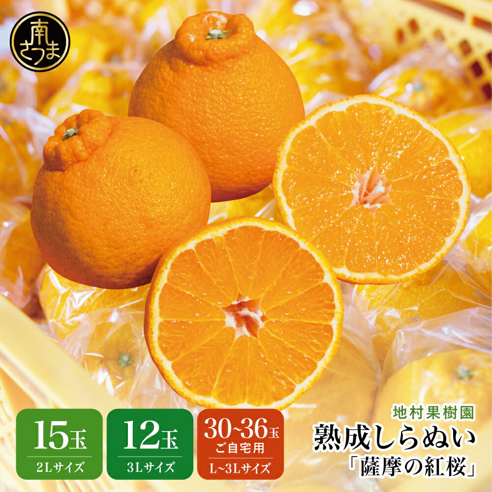 【ふるさと納税】熟成しらぬい 「薩摩の紅桜」不知火★セット内容が選べる★ 2Lサイズ15玉・3Lサイズ12玉・L～3Lサイズ30～36玉 果物 フルーツ 熟成 柑橘 長期貯蔵 しらぬい 不知火 鹿児島 南さつま市 送料無料