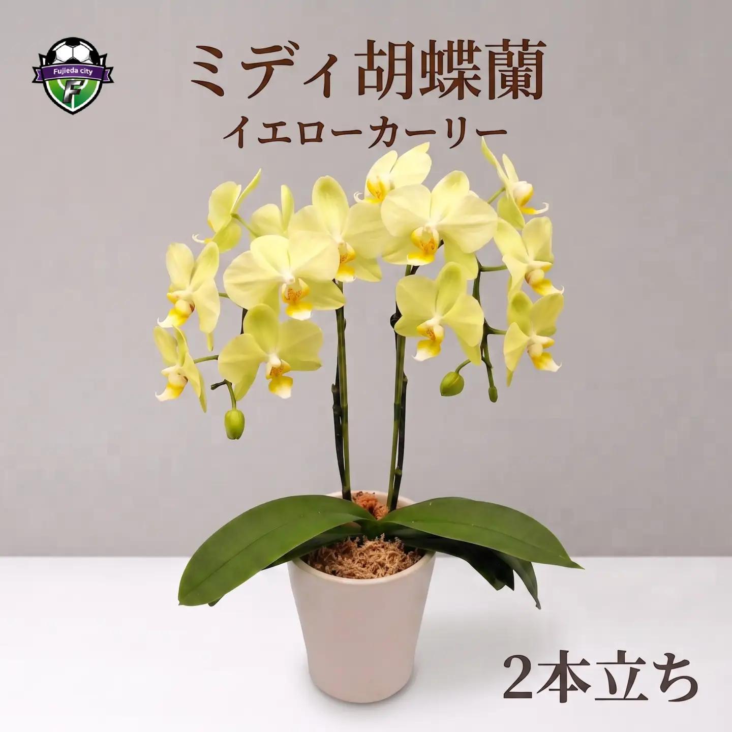 胡蝶蘭 鉢植え イエロー カーリー 2本立 花 ミディ胡蝶蘭  