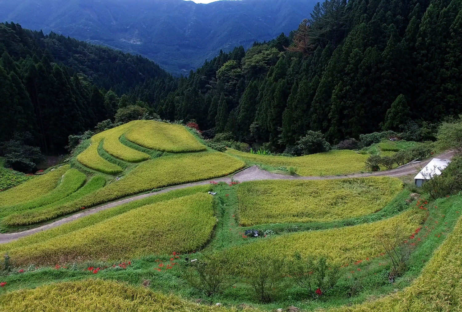 急峻な山の斜面に広がる棚田の米を使っています。