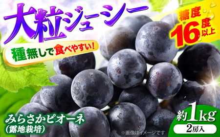 【先行予約】【8月下旬から9月上旬に順次発送】みらさかピオーネ1kg 2房入 フルーツ ギフト ピオーネ ぶどう 果物[APBE003] ピオーネ ピオーネ ピオーネ ピオーネ ピオーネ