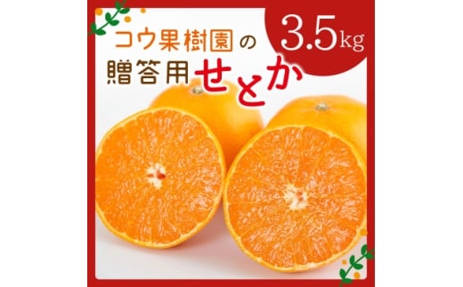 コウ果樹園の贈答用＜せとか＞3.5kg(バラ詰め)＜D33-34＞_みかん ミカン せとか 柑橘 フルーツ 果物 くだもの 完熟 産直 産地直送 甘い ジューシー 高糖度 愛媛 希少 おすすめ 人気 送料無料【1457340】