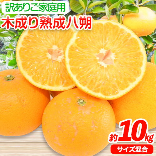 【ふるさと納税】＜先行予約＞【産直】和歌山由良町産の木成り熟成八朔訳ありご家庭用約10kg（サイズ混合）厳選館 《2026年3月中旬-5月中旬頃出荷》和歌山県 日高川町 柑橘 八朔 熟成