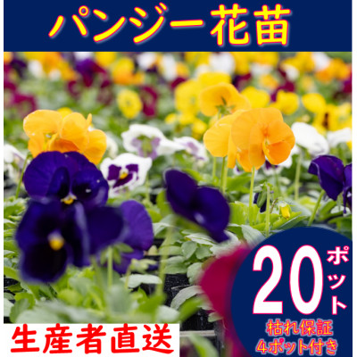 【先行予約】パンジー花苗セット(20+4ポット)【配送不可地域：離島・沖縄】【1494370】