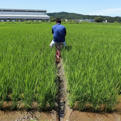 ふるさと納税 柏崎市 【毎月定期便】無洗米コシヒカリ10kg◆大粒厳選◆厳選特別栽培米全4回 |  | 03