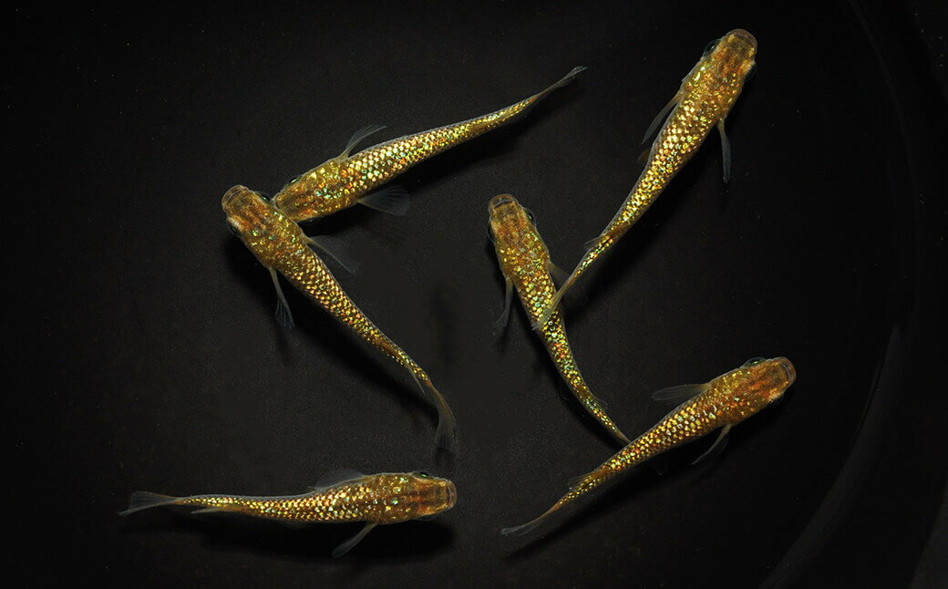 【ふるさと納税】0010-077～0050-002　メダカ「琥珀ラメみゆき」（1～3ペア）