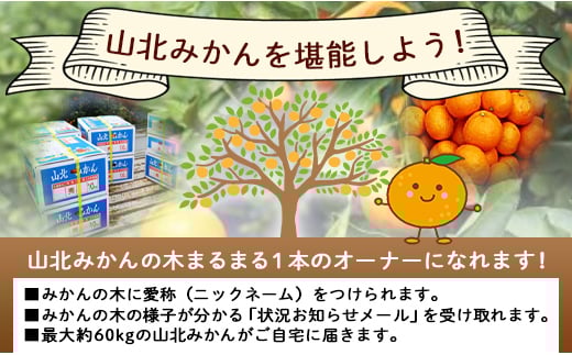 傷があるもの、大きさ不揃いのものとなっています