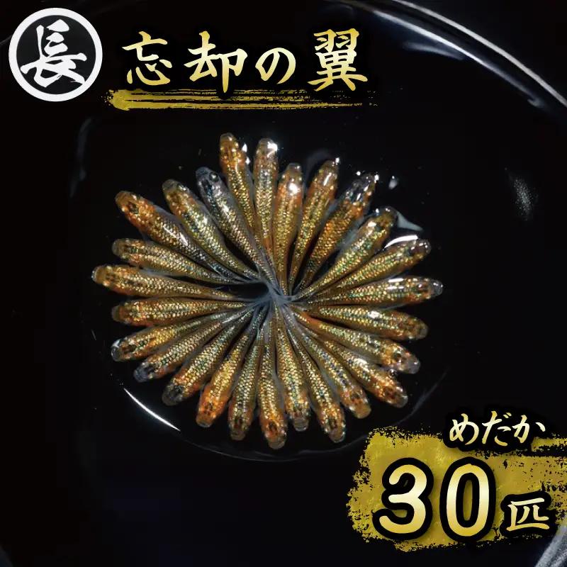 【めだか】　忘却の翼　オス・メス　ランダム30匹  牧之原市 丸長