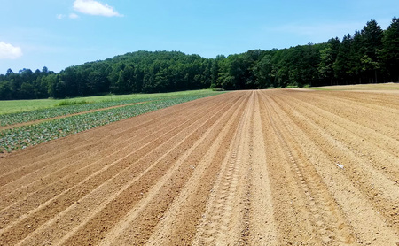 北海道 美深産 とろける甘さの「恋するマロン」冷凍 カットかぼちゃ 4kg(500g×8袋)農の彩北おんねない［KI農園］【 野菜 南瓜 かぼちゃ 栗かぼちゃ カボチャ 惣菜 おかず 】