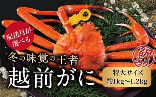 【年内発送・指定日着可】【先行予約 9月10月限定】越前がに（オス）「ずわいがに」特大サイズ（1.0-1.2kg） 訳あり 1杯