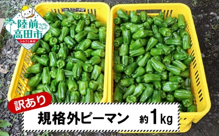 先行予約 ピーマン 約1kg 訳あり OR FN-SupportProject OR 増量 OR 年末企画 訳あり OR FN-SupportProject OR 増量 OR 年末企画 訳あり OR FN-SupportProject OR 増量 OR 年末企画