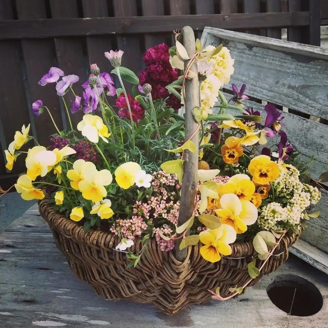お花一杯バスケット寄せ植え Lサイズ(35cm程度) 季節の寄せ植え | お花 フラワー バスケット ガーデニング 寄せ植え 兵庫県 上郡町