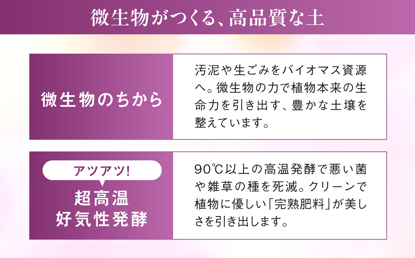 【お中元対象】【10セット限定】デンファレ（洋蘭）10本立ち 糸島市 / 和饗エコファーム [AVI001]