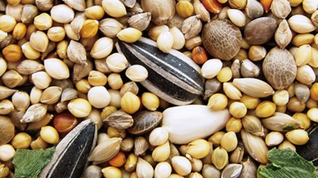 エクセル　オカメインコ 500ｇ×6袋 小鳥用 鳥 ペットフード 餌 えさ  穀類[BU009sa]