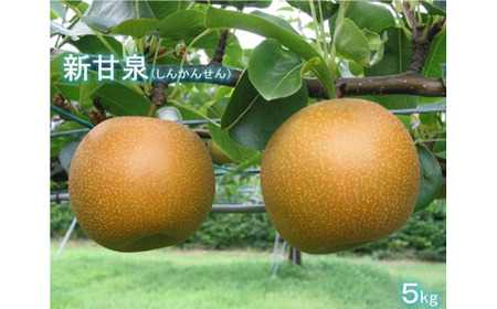 鳥取県産「新甘泉（しんかんせん）」　