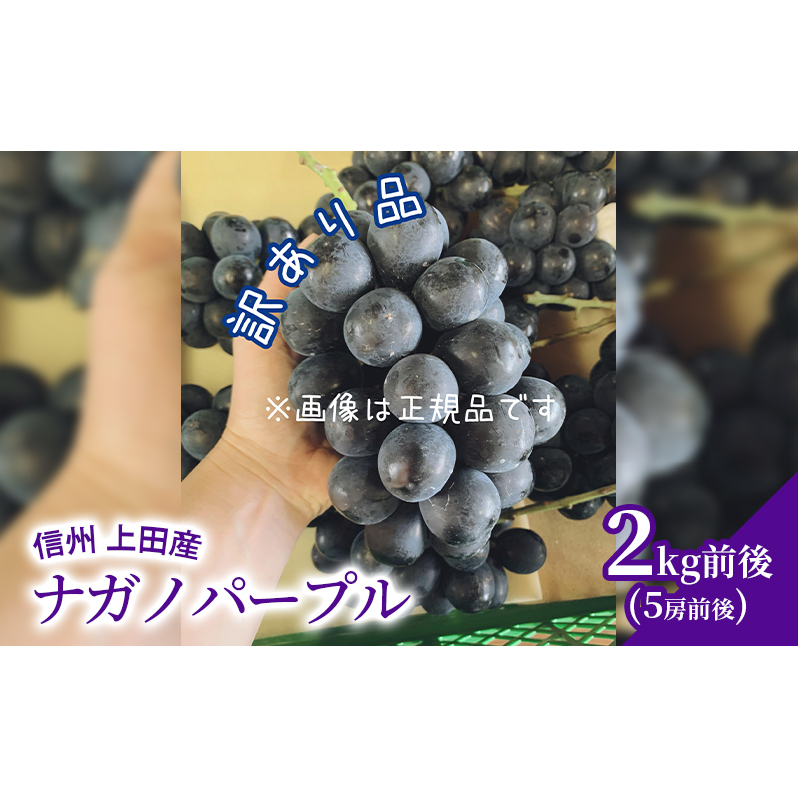 訳あり ナガノパープル 2kg前後 4房前後 ぶどう 葡萄 ブドウ 長野パープル 2kg 果物 くだもの フルーツ デザート 大粒 旬の果物 旬のフルーツ 訳アリ 長野県 長野