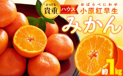 
                  とっても貴重　ハウス小原紅早生みかん　約1kg【2026年6月中旬～2026年8月上旬配送】
                