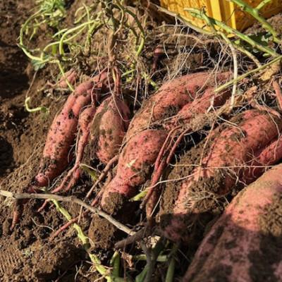 ふるさと納税 西之表市 中園ファームの熟成安納芋の黄金塩チップス |  | 03