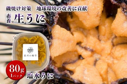 塩水ウニ 80g 【生うに 雲丹 冷蔵 長門市 ムラサキウニ 山口県】(12020)