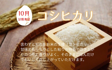 お米 令和7年産 新米 5kg コシヒカリ 特別栽培米  先行予約  【2025年10月以降発送】 精米 米 こめ コメ 白米 ごはん ライス 愛媛 伊予市｜C151
