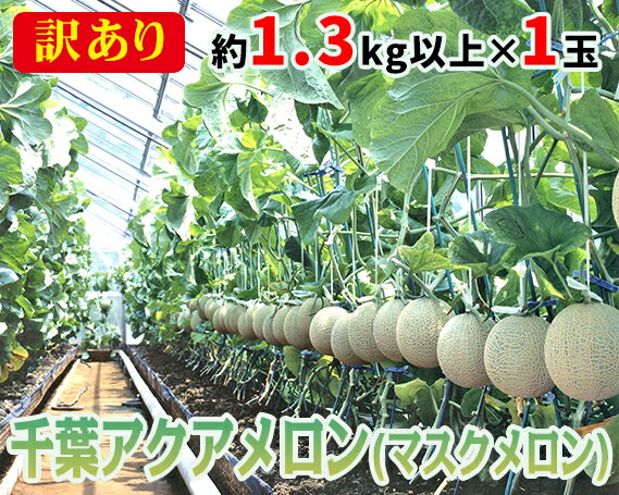 【ふるさと納税】No.061 【約1.3kg以上×1玉】訳あり千葉アクアメロン（マスクメロン）大玉 ／ 果物 フルーツ 温室メロン 送料無料 千葉県