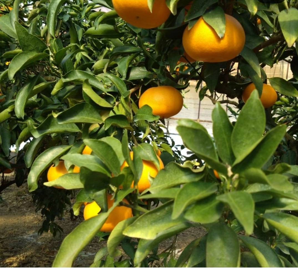 せとか バラ詰め 5kg 先行予約 【2026年2月以降発送】 愛媛 数量限定 愛媛県産 人気 柑橘 伊予市｜C55