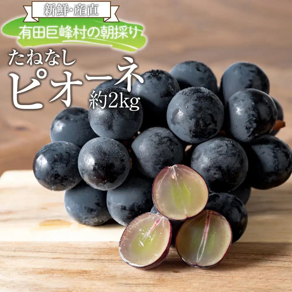 ［新鮮・産直］有田巨峰村の朝採りたねなしピオーネ　約2kg★2026年８月中旬頃より順次発送 | ぶどう 巨峰 ぶどう