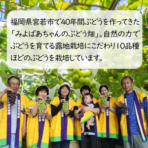 ＜みよばあちゃんのぶどう畑直送！＞ 先行予約 8月中旬～9月中旬順次発送【露地栽培のシャインマスカット1房 約500g】[M29-2] 葡萄 ブドウ ぶどう 巨峰 果物 くだもの マスカット フルーツ