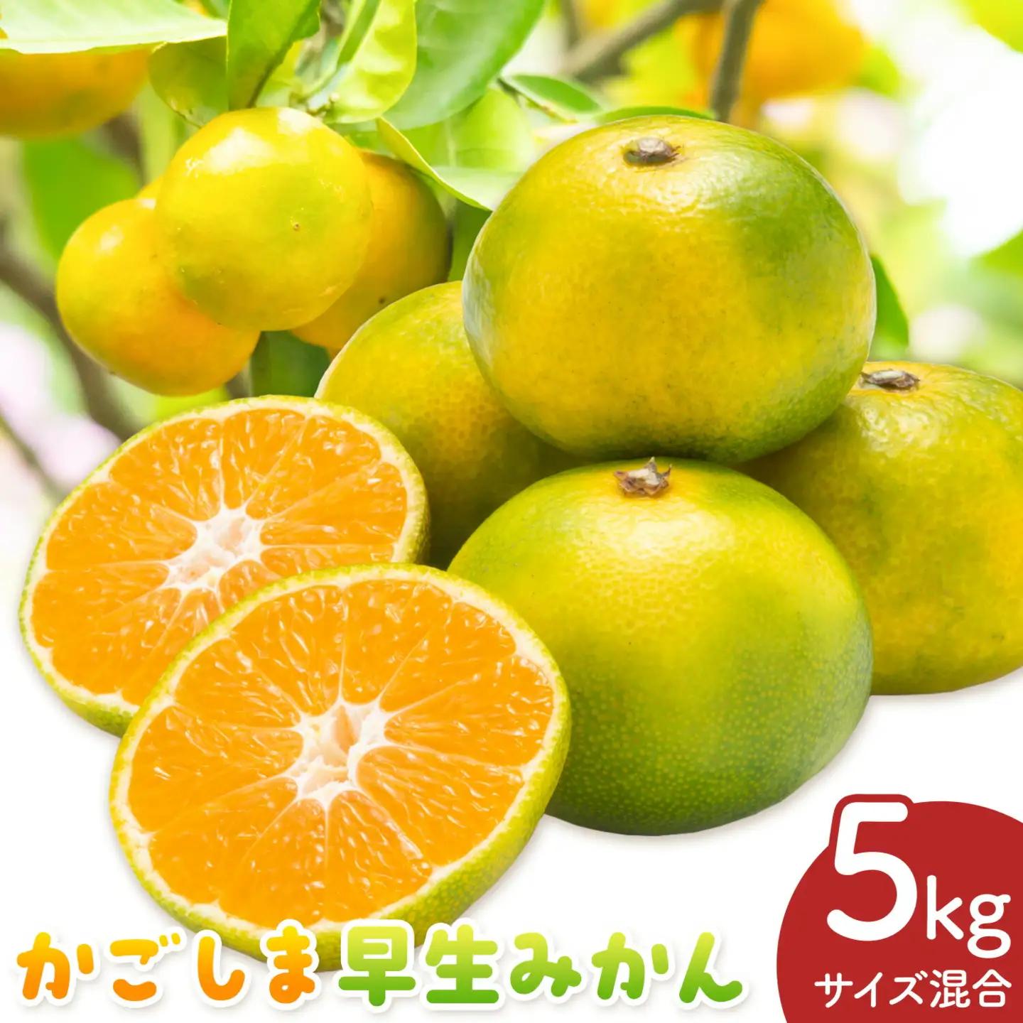 かごしま早生みかん L LL サイズ混合 5kg 田野農園《10月中旬-1月中旬頃出荷》鹿児島県 さつま町