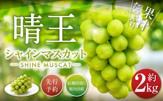 シャインマスカット 晴王 2kg ぶどう 葡萄 フルーツ 果物 岡山県 岡山県産 2026年 先行予約 【2026年9月下旬-10月下旬発送予定】