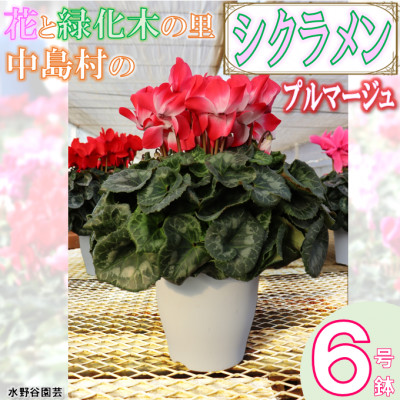 【先行予約】シクラメン6号鉢(プルマージュ)　水野谷園芸【配送不可地域：離島・沖縄】【1494358】